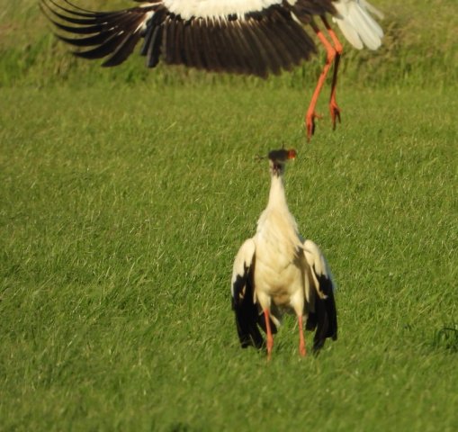 ooievaarsdollen met pulwaterhoenpolderdenbeemdhoogblokland27052020
